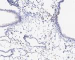 CAPG Antibody in Immunohistochemistry (Paraffin) (IHC (P))