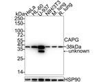 CAPG Antibody in Western Blot (WB)