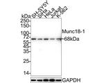 MUNC18 Antibody in Western Blot (WB)