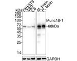 MUNC18 Antibody in Western Blot (WB)