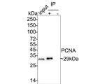 Mouse IgG1 Antibody in Immunoprecipitation (IP)