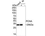Mouse IgG1 Antibody in Immunoprecipitation (IP)