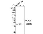 Mouse IgG1 Antibody in Immunoprecipitation (IP)