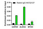 Rabbit IgG Antibody in ChIP Assay (ChIP)
