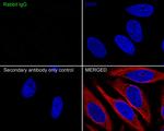 Rabbit IgG Antibody in Immunocytochemistry (ICC/IF)