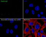 Rabbit IgG Recombinant Rabbit Monoclonal Antibody (PSH04-42)
