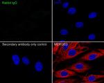 Rabbit IgG Antibody in Immunocytochemistry (ICC/IF)