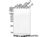 Rabbit IgG Antibody in Western Blot (WB)