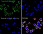 Phospho-eIF4B (Ser406) Antibody in Immunocytochemistry (ICC/IF)