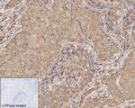 Phospho-eIF4B (Ser406) Antibody in Immunohistochemistry (Paraffin) (IHC (P))