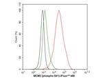 Phospho-MCM2 (Ser41) Antibody in Flow Cytometry (Flow)