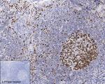Phospho-MCM2 (Ser41) Antibody in Immunohistochemistry (Paraffin) (IHC (P))