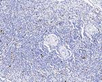 Phospho-MCM2 (Ser41) Antibody in Immunohistochemistry (Paraffin) (IHC (P))