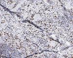 Phospho-MCM2 (Ser41) Antibody in Immunohistochemistry (Paraffin) (IHC (P))