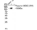Phospho-MCM2 (Ser41) Antibody in Immunoprecipitation (IP)