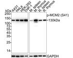 Phospho-MCM2 (Ser41) Antibody in Western Blot (WB)