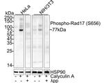 Phospho-RAD17 (Ser656) Antibody in Western Blot (WB)