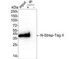 Strep Tag II Antibody in Immunoprecipitation (IP)