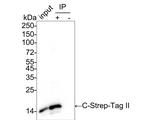 Strep Tag II Antibody in Immunoprecipitation (IP)
