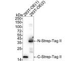 Strep Tag II Antibody in Western Blot (WB)