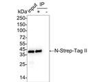Strep Tag II Antibody in Immunoprecipitation (IP)