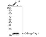 Strep Tag II Antibody in Immunoprecipitation (IP)