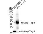 Strep Tag II Antibody in Western Blot (WB)