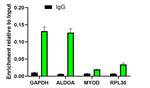 H3K4me2 Antibody in ChIP Assay (ChIP)