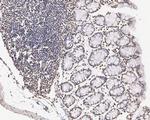 H3K4me2 Antibody in Immunohistochemistry (Paraffin) (IHC (P))