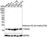 H3K4me2 Antibody in Western Blot (WB)