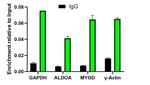 H3K14me1 Antibody in ChIP Assay (ChIP)
