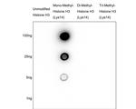 H3K14me1 Antibody in Dot Blot (DB)