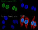 H3K14me1 Antibody in Immunocytochemistry (ICC/IF)