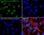 H3K14me1 Antibody in Immunocytochemistry (ICC/IF)