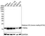 H3K14me1 Antibody in Western Blot (WB)