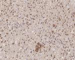 Amyloid Precursor Protein Antibody in Immunohistochemistry (Paraffin) (IHC (P))
