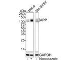 Amyloid Precursor Protein Antibody in Western Blot (WB)