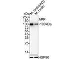 Amyloid Precursor Protein Antibody in Western Blot (WB)