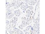 p57 Kip2 Antibody in Immunohistochemistry (Paraffin) (IHC (P))