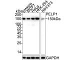 MNAR Antibody in Western Blot (WB)