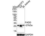 FADD Recombinant Rabbit Monoclonal Antibody (JE32-76)