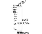 FADD Antibody in Western Blot (WB)