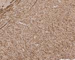 Amyloid Precursor Protein Antibody in Immunohistochemistry (Paraffin) (IHC (P))