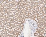 Thioredoxin 2 Antibody in Immunohistochemistry (Paraffin) (IHC (P))