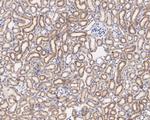 Thioredoxin 2 Antibody in Immunohistochemistry (Paraffin) (IHC (P))