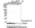 Thioredoxin 2 Antibody in Western Blot (WB)