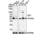 LIS1 Recombinant Rabbit Monoclonal Antibody (JE37-43)
