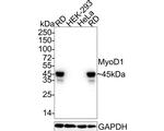 MYOD Antibody in Western Blot (WB)