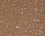PMCA1 ATPase Antibody in Immunohistochemistry (Paraffin) (IHC (P))