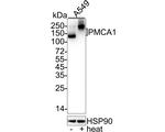 PMCA1 ATPase Antibody in Western Blot (WB)